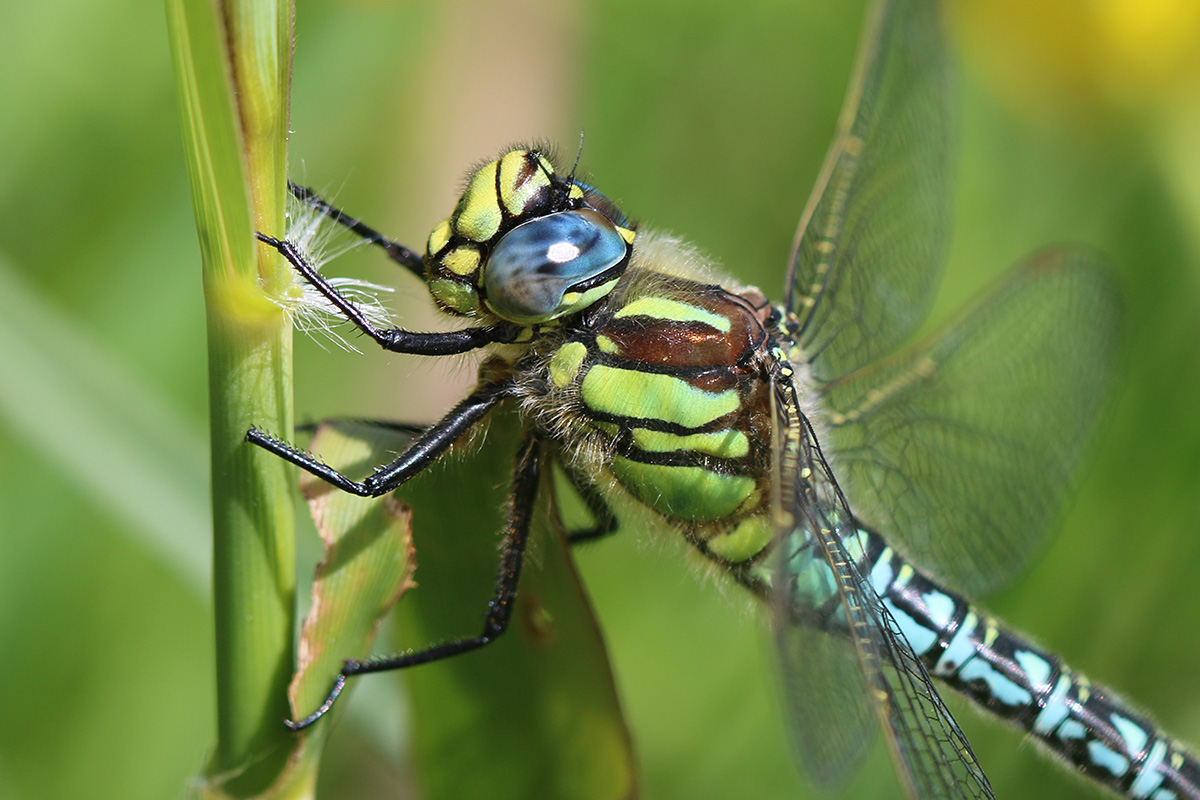 Plants that attract Dragonflies for Mosquito Control – Crickey Amigu di ...